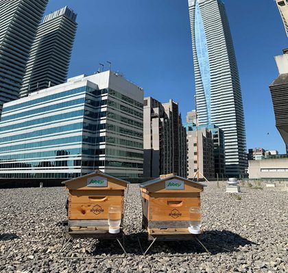 Two Sobeys beehives on a roof in an urban area